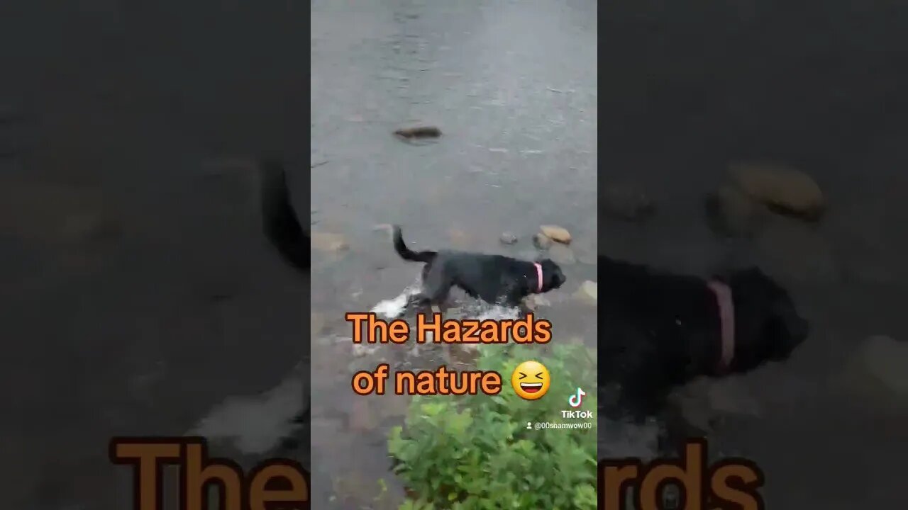 Bitten on the River𤣠#nature #dog #fun #bugs #rural #pet #river #nashwaakriver