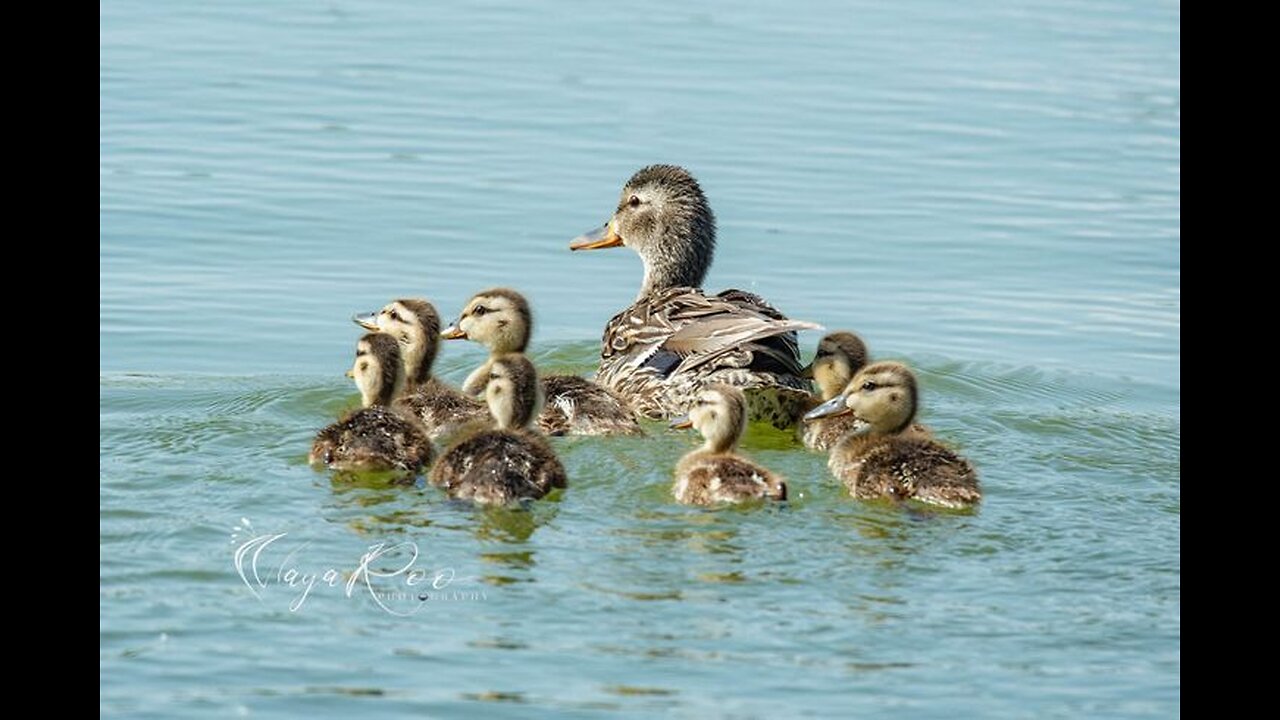 Adorable Ducklings at the River! 🦆💦 Cute Moments & Quirky Antics! 🥰✨