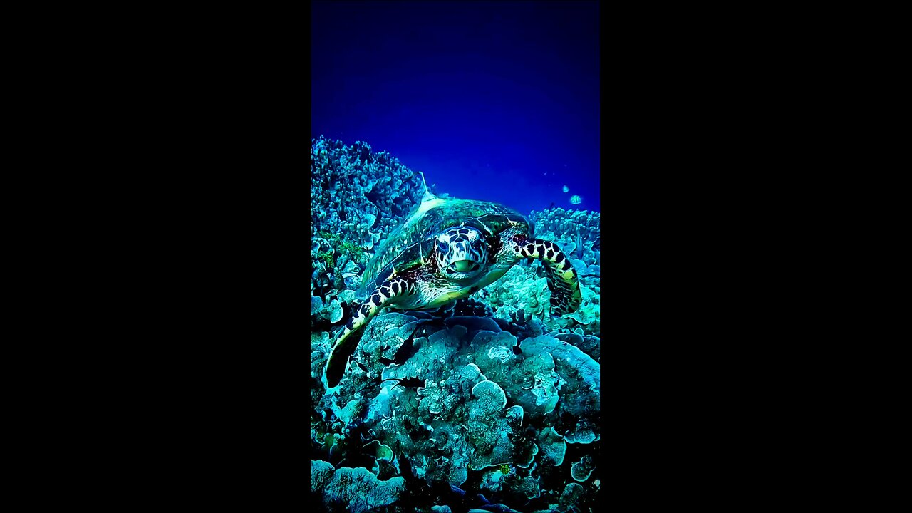 Hawksbill Turtle