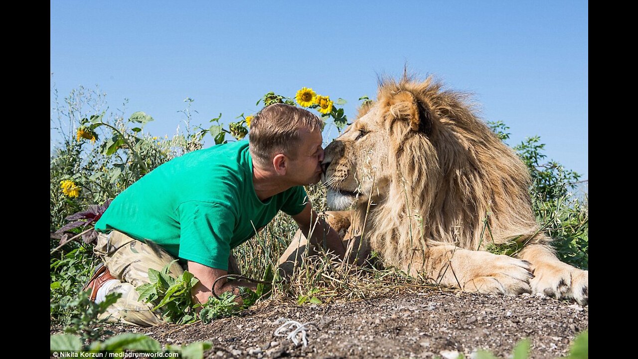 Friendly Lion- Jumps into open vehicle full of tourists on safari tour