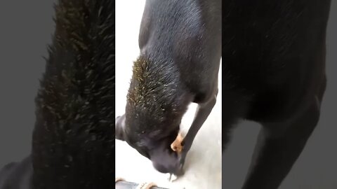 Robert's play time 🐶😍. This time coconut husk #shorts