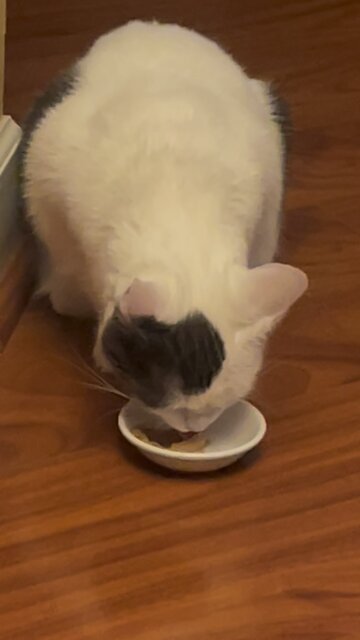 Peanut butter eating Sharky the Cat