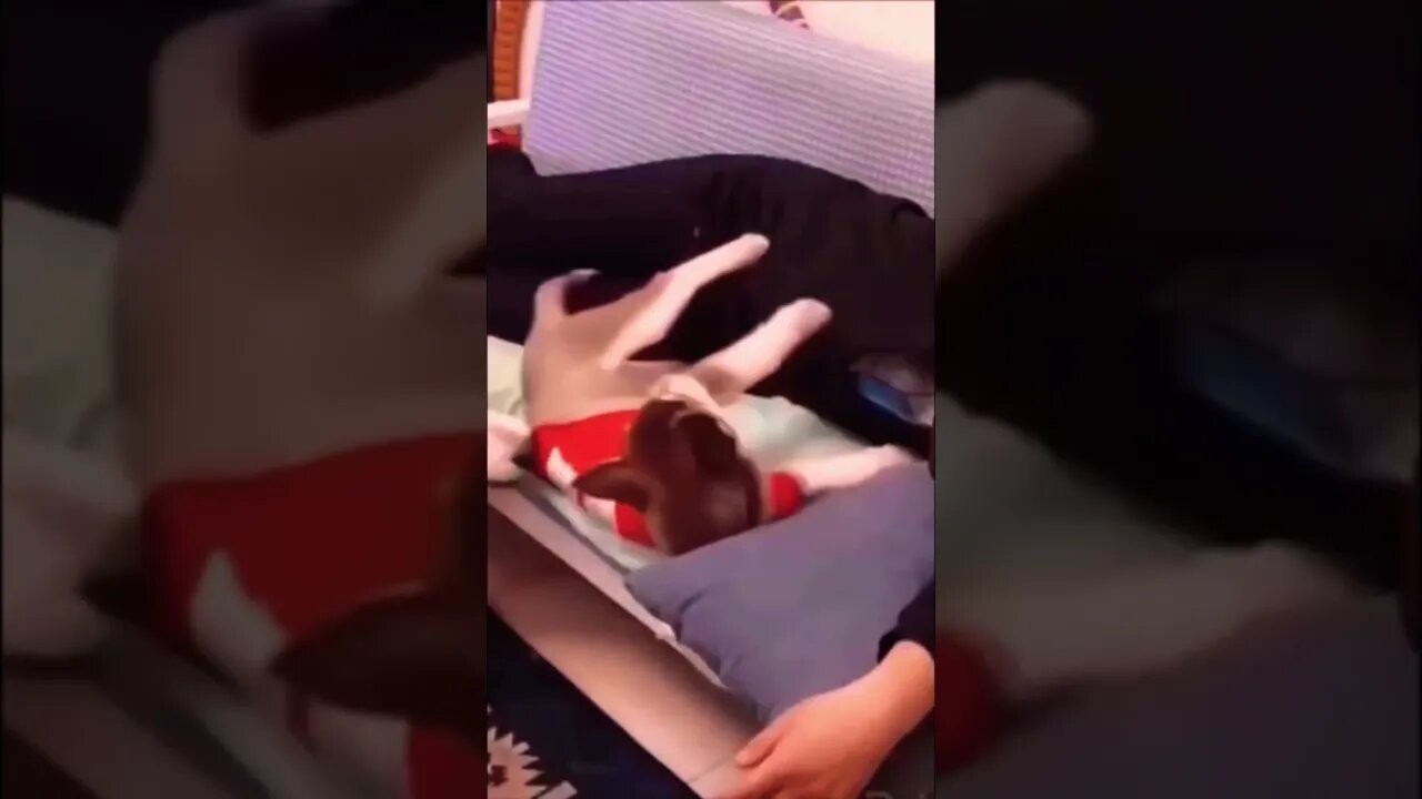 Vídeo engraçado de animais #viral