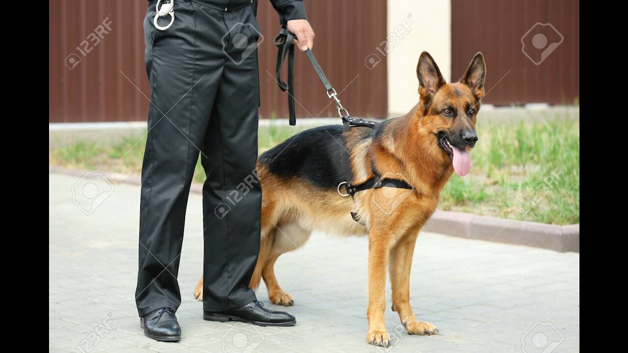 How To Train Your Dog To Become a Guard Dog Step By Step