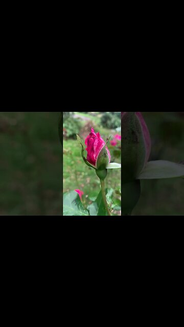 Rose a late bloomer -beautiful