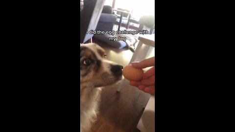 Dog egg challenge