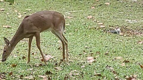 Sunday Deer before Hurricane Milton 2nd in a month