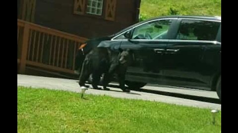 Un ours ouvre la porte d'une voiture et monte dedans