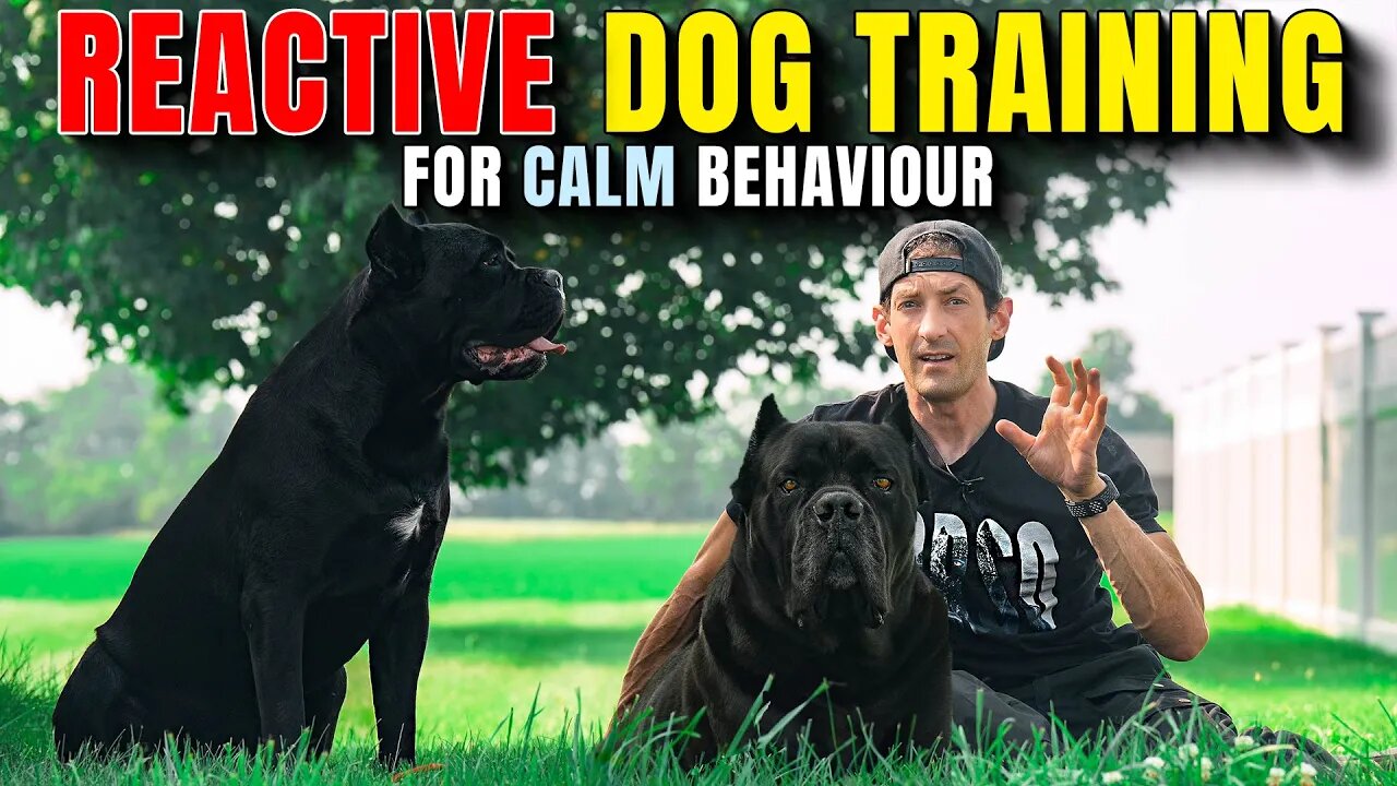 REACTIVE Dog Training For CALM Behaviour Cane Corso