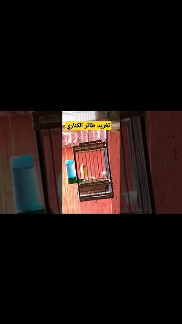 تغريد طائر الكناري