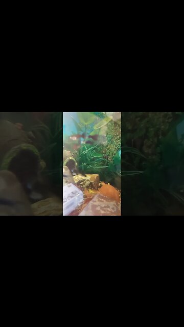 fishes friends!!!! #turtle #aquarium