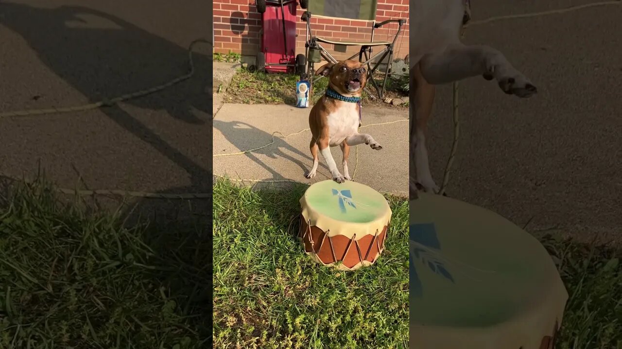 Leo drumming and singing #shorts #dog #singer #drumming #fyp