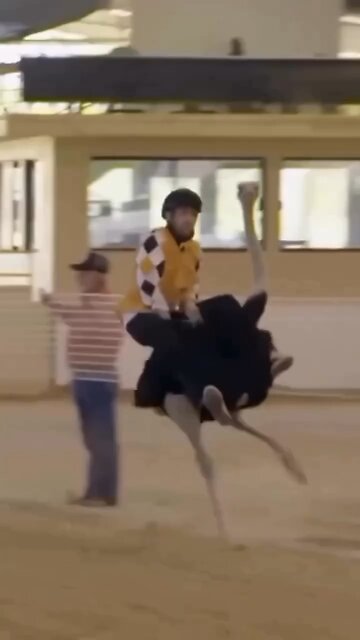 Animals 😂🐇😆