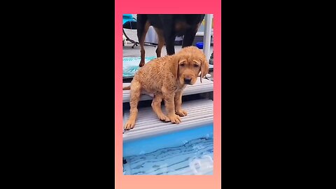 funny dog videos