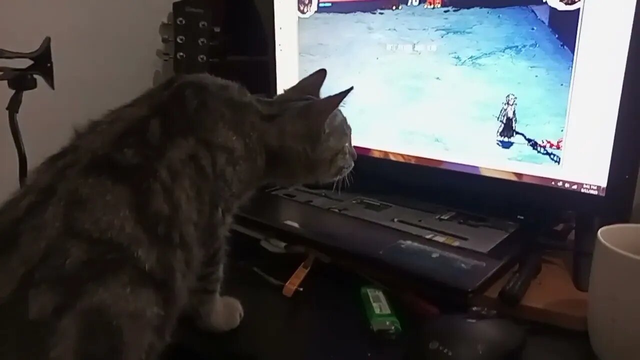 my cat busy watching mugen