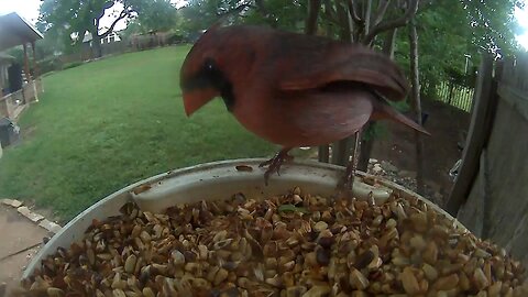 Sun Apr 21 Backyard Bird Buffet - Mr. Northern Cardinal