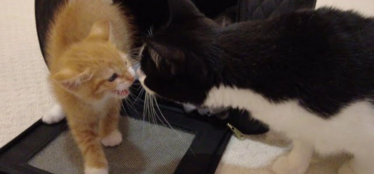 New Kitten Meets Cats For The First Time