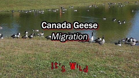 Canada Geese Migration