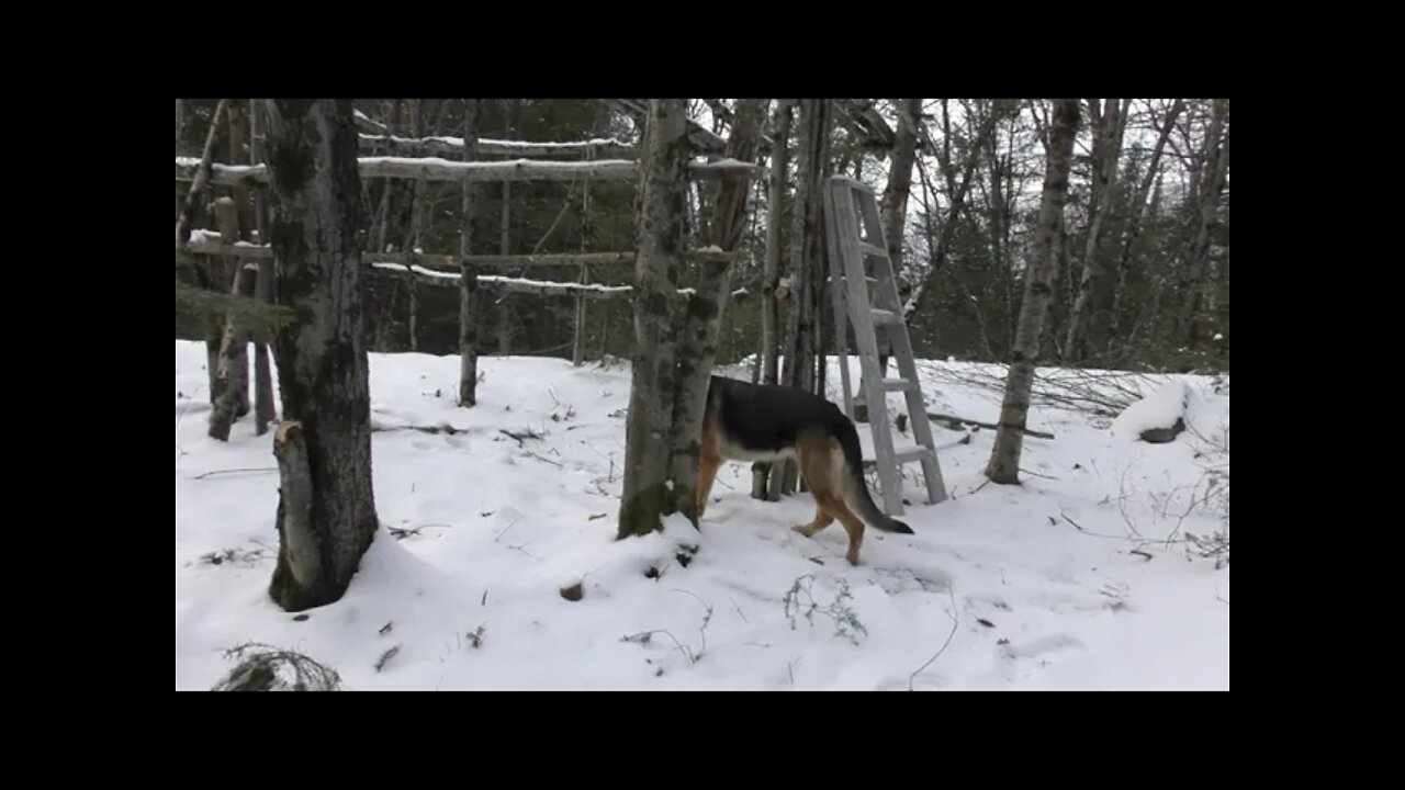 Houndog VLog..Trail, Blind Building and Wilderness Living.