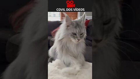 o gato mais belo do mundo