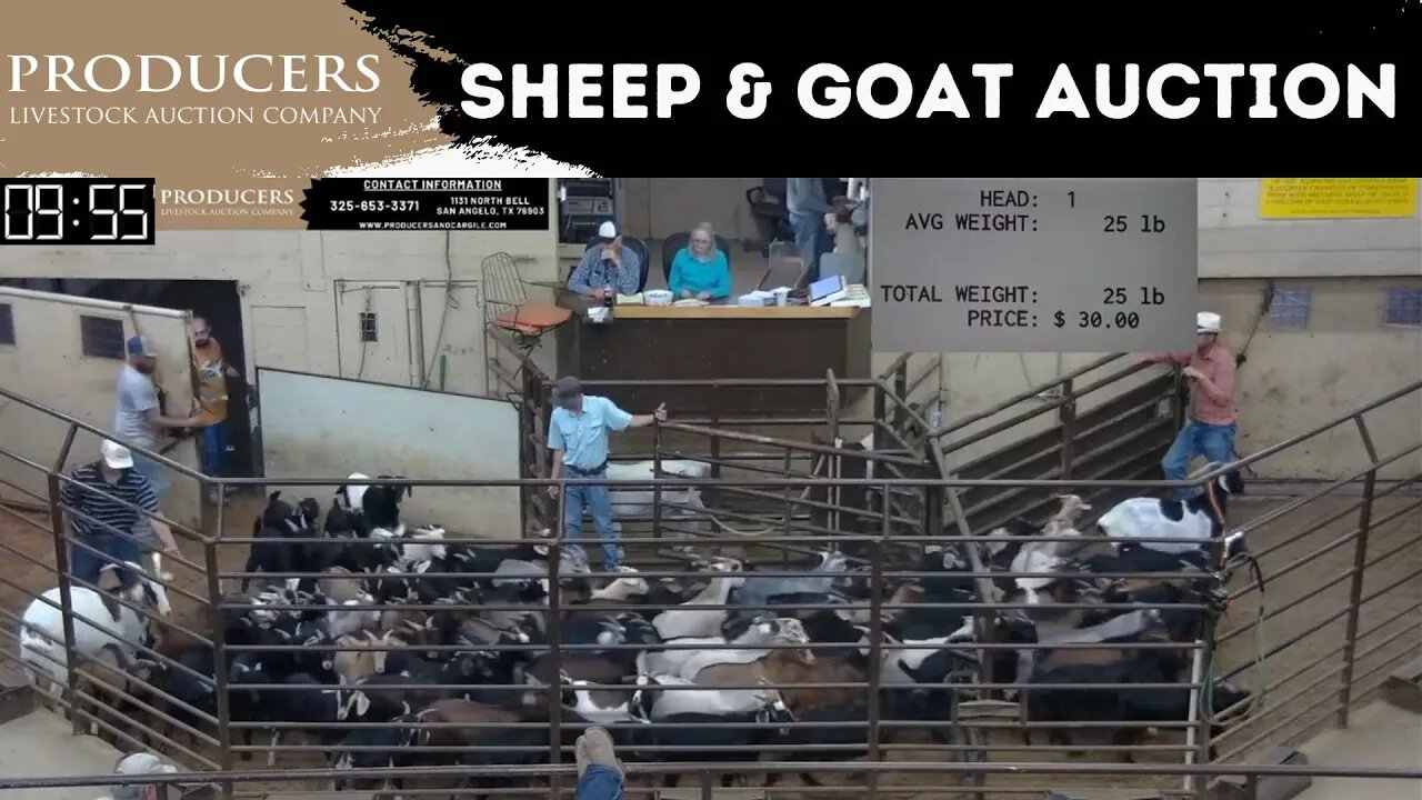 8/15/2023 - Producers Livestock Auction Company Sheep & Goat Auction