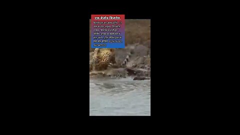 Big Crocodile Ambushes Cheetah 😱