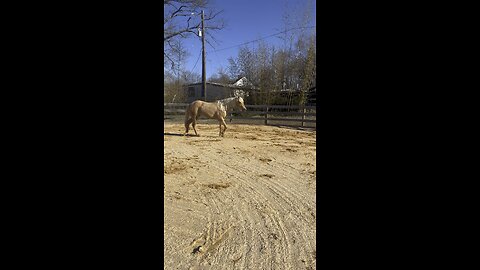 Buttercup can jump