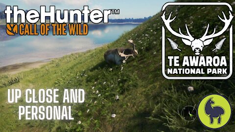 The Hunter: Call of the Wild, Up Close and Personal, Te Awaroa- PS5 4K