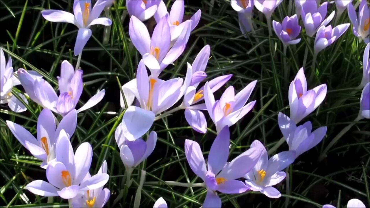 "Autumn Blooms: The Magic of Crocuses"