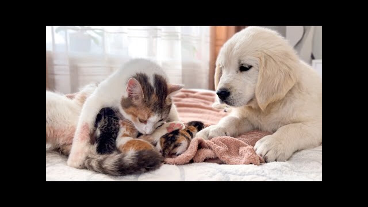 Golden Retriever Puppy Meets Mom Cat with Newborn Kittens for the First Time