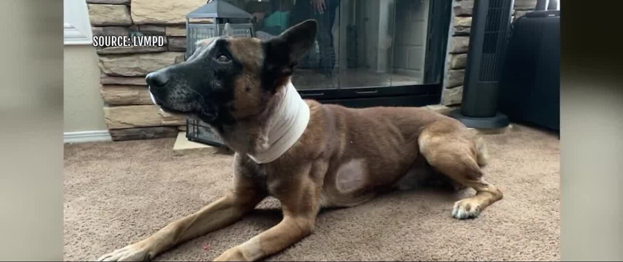 UPDATE: K-9 officer stabbed 13 times honored by City of Las Vegas