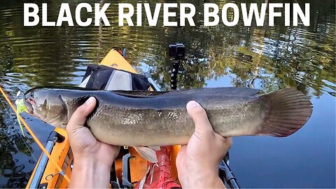 Fishing The Black River, Multispecies Bowfin, Bass, Brim. Catch and Cook.!!