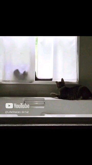 Cat being a jerk #cat #catlover #catshorts #short