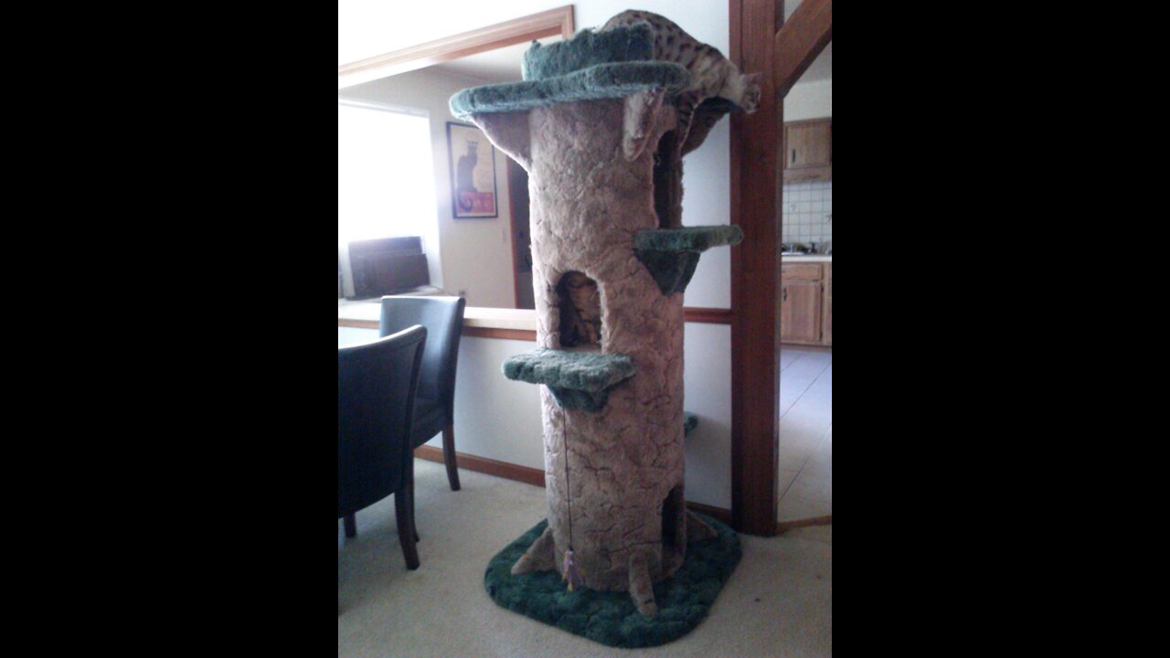 Huge 6ft Tall Cat Tree Homebrew DIY - aka "The Tower"