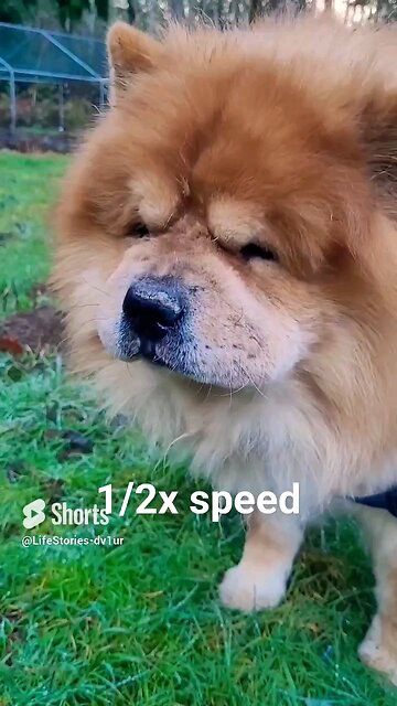 Jack's teeth chattering (Flehmen response) #chowchow #dog #shorts #short #flehmenresponse
