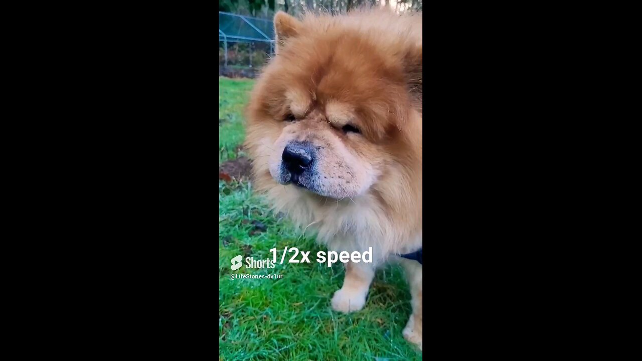 Jack's teeth chattering (Flehmen response) #chowchow #dog #shorts #short #flehmenresponse