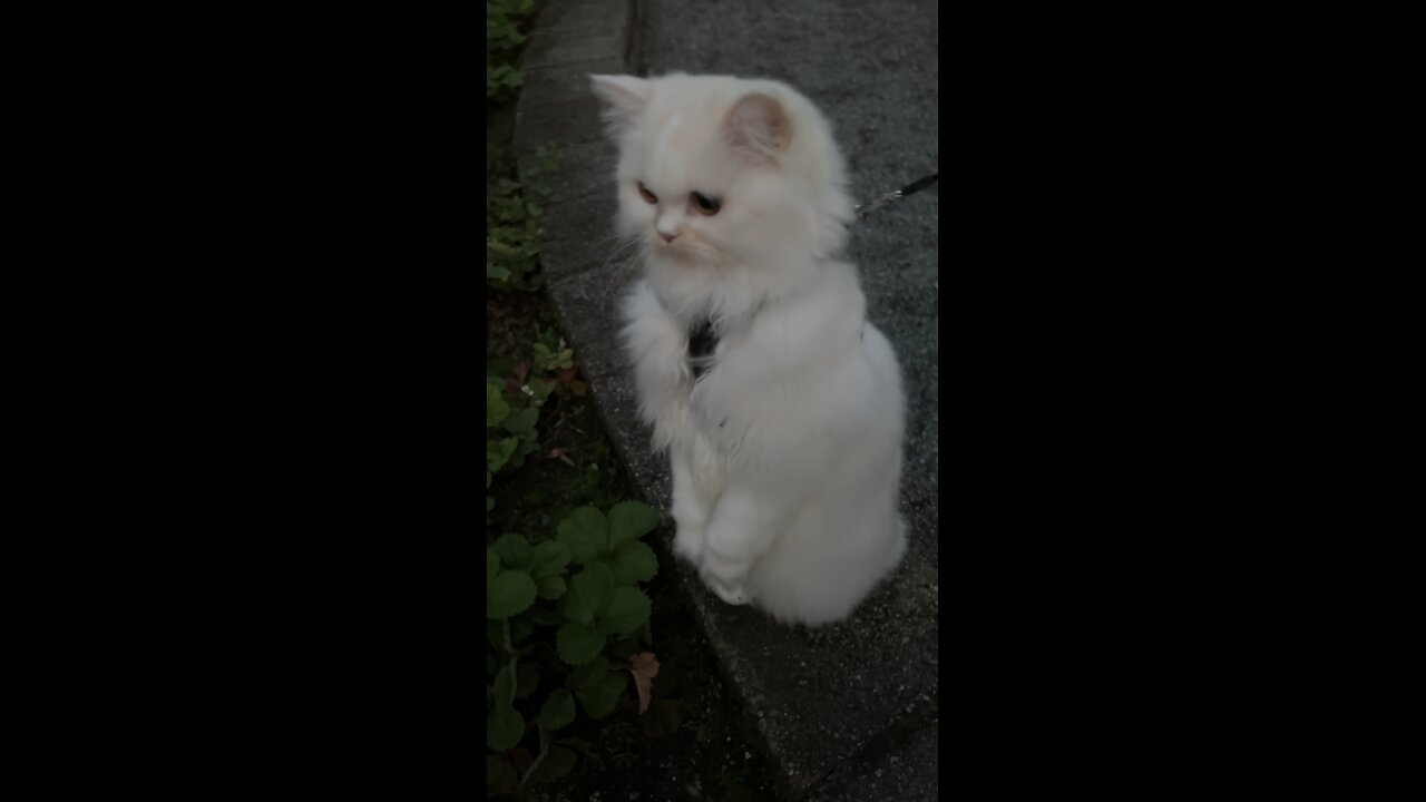 Cute Cat Standing on His Back Legs