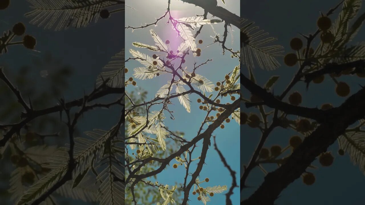 yellow flowers
