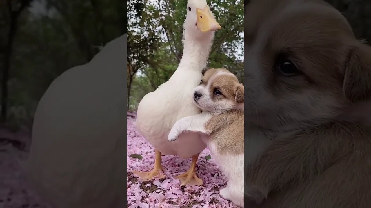 Cute Puppy, Cute Duck: Best Friends...#shorts