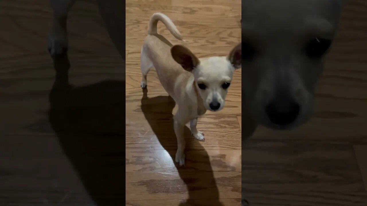 A Day As A Dog! #chihuahuapuppy #funnydog #chihuahuababy #chihuahua #funnypuppyvideo #funnyanimals