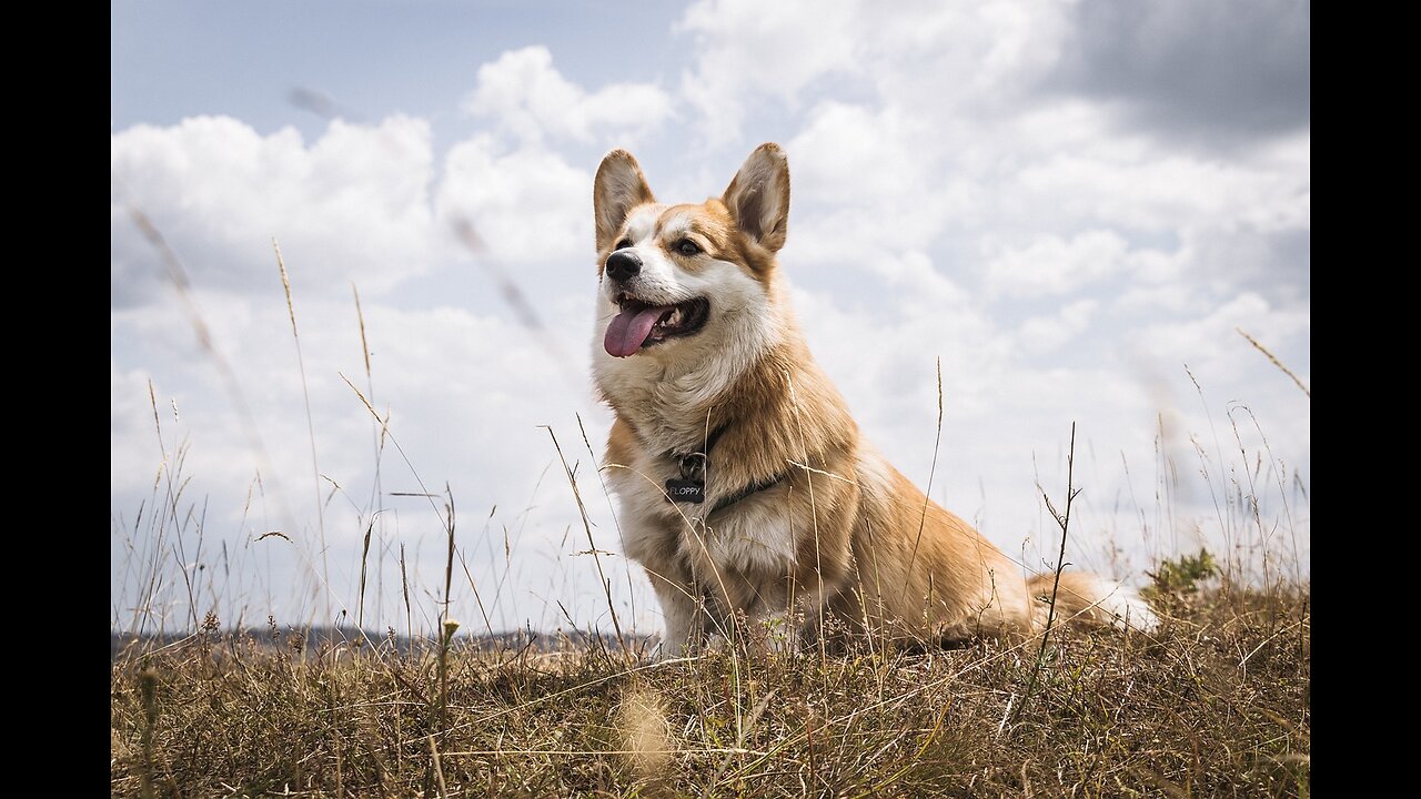 Top 10 Beautiful Dog Breeds