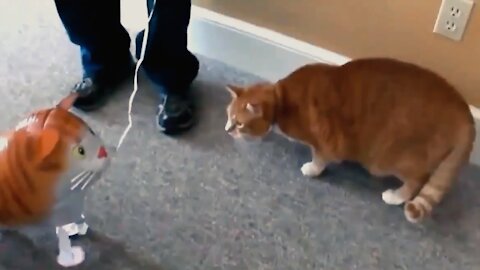 Funny Video When The Cat Likes To Have Fun With Something