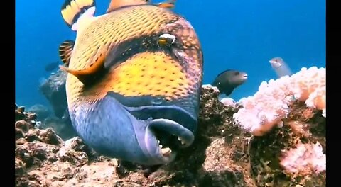 Fish RIPPING apart a coral reef