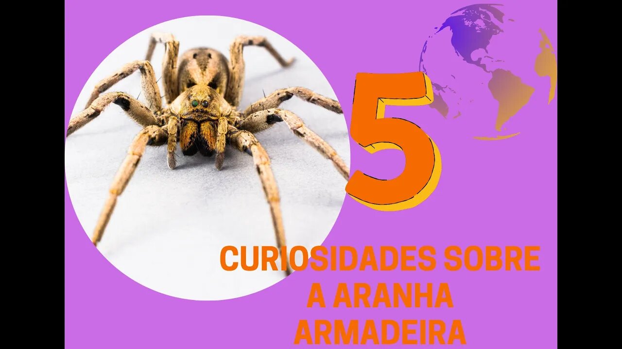 Cinco curiosidades sobre a Aranha Armadeira