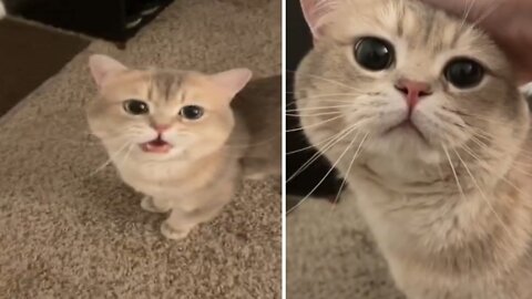 CUTE😍 AND FUNNY😍 CAT🥺💘 #Cat #Viral #Cute #Tiktok