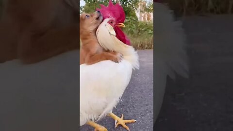 #shorts Смешные животные из Тик Ток 20 Funny animals from Tik Tok