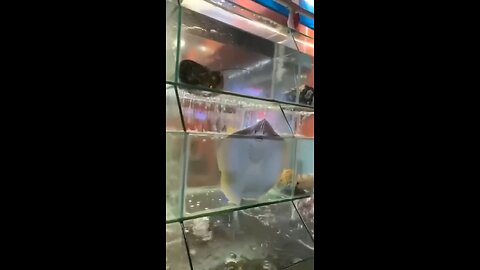 Funny fish