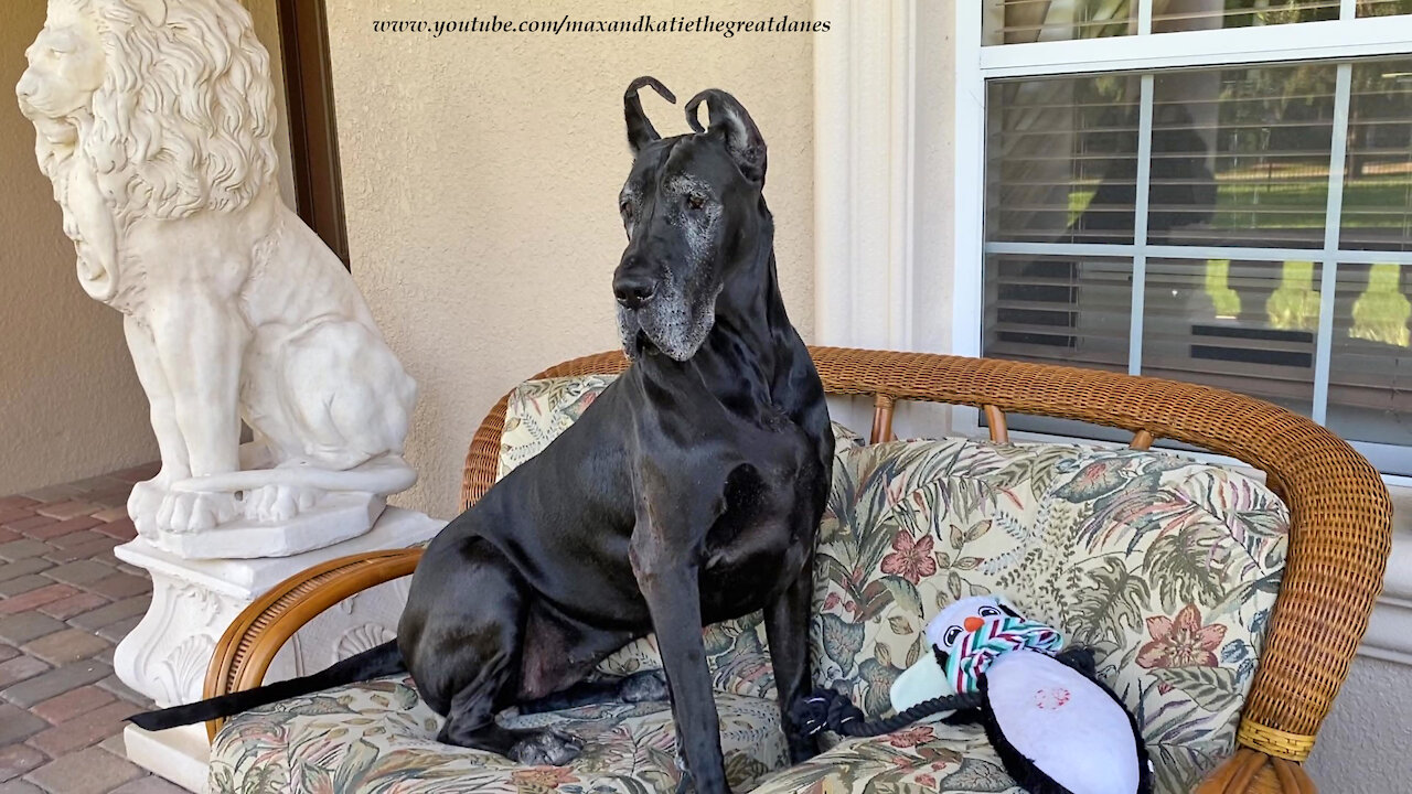 Funny Great Dane Watch Dog Can't Decide Where She Wants To Sit