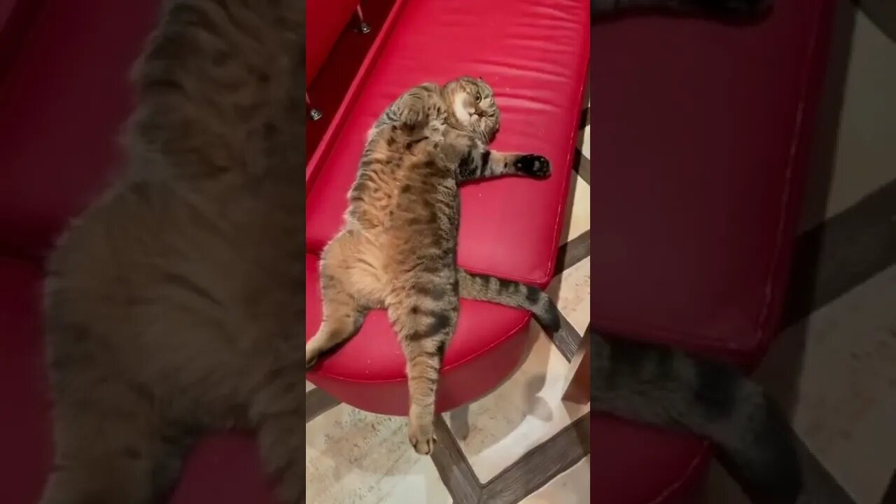 #shorts Смешные Коты Из Тик Тока 252 Funny Cats From Tiktok