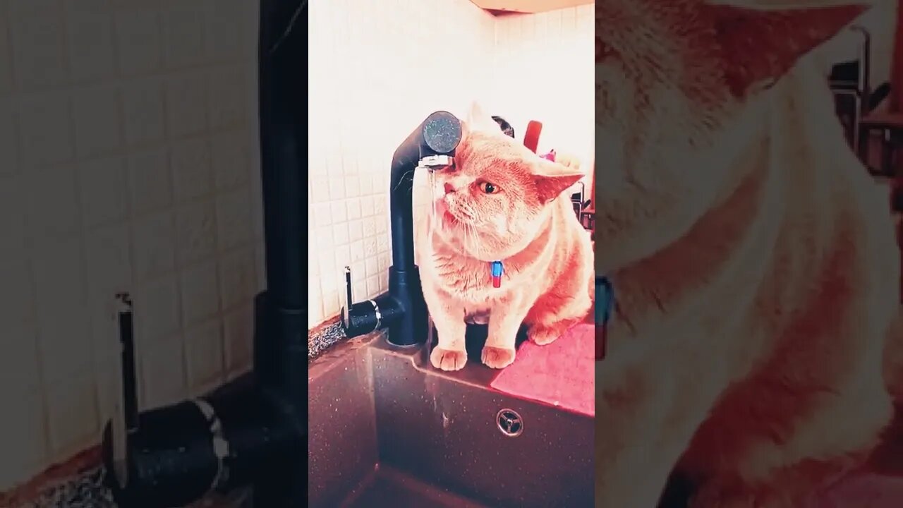 cat is a beautiful pet